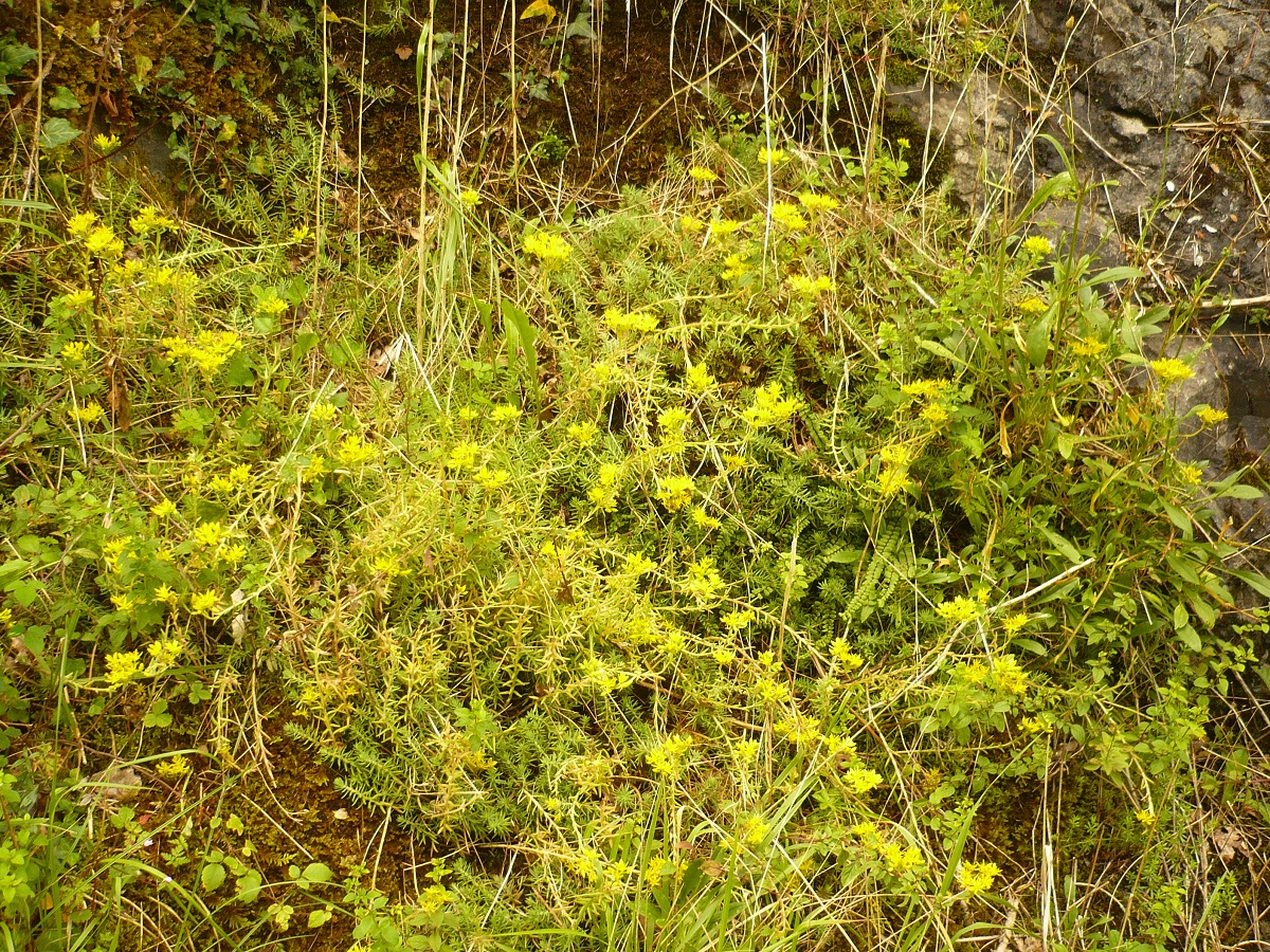 Sedum rupestre (Crassulaceae)